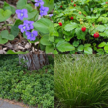 Ground Covers