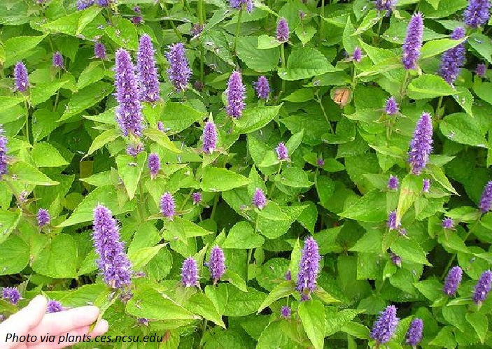 Anise Hyssop