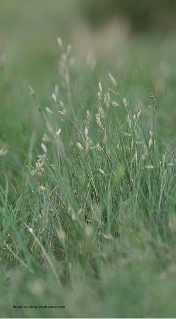 Buffalo Grass