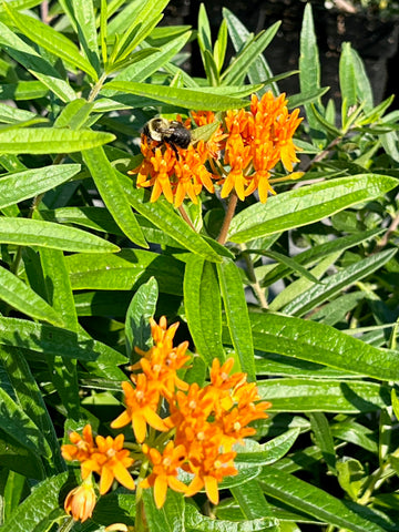 Butterfly Weed