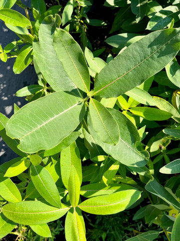 Common Milkweed