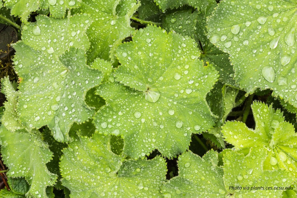 Lady's Mantle