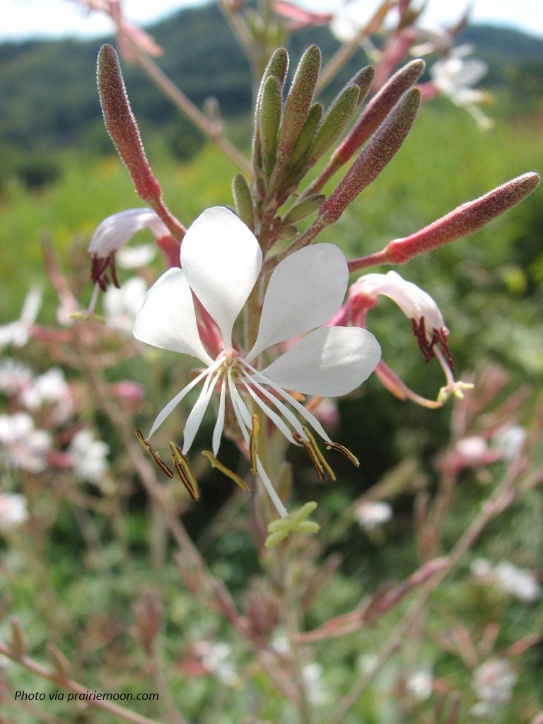 Large-Flowered Gaura