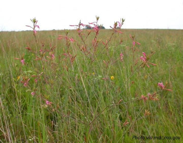 Large-Flowered Gaura