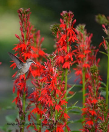 Cardinal Flower