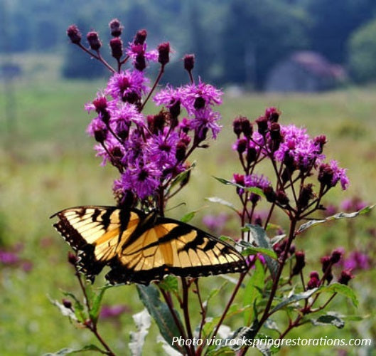 NY Ironweed