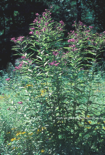 NY Ironweed