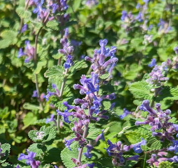 Catmint 'Junior Walker'