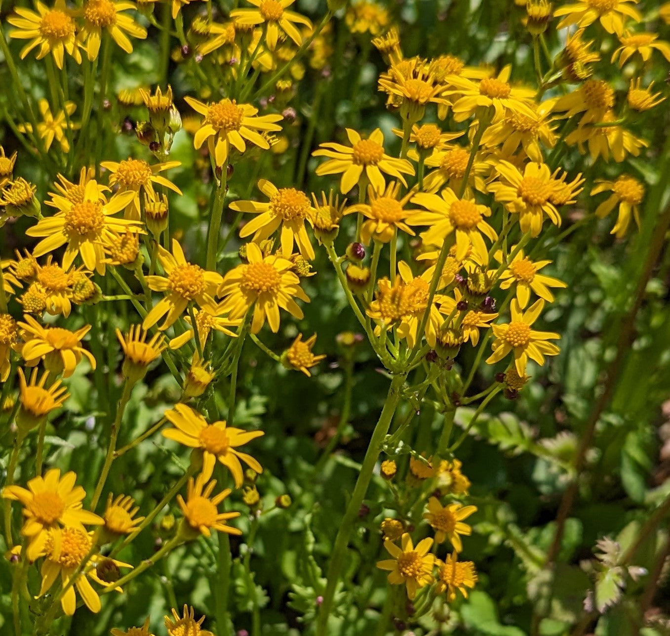 Golden Groundsel