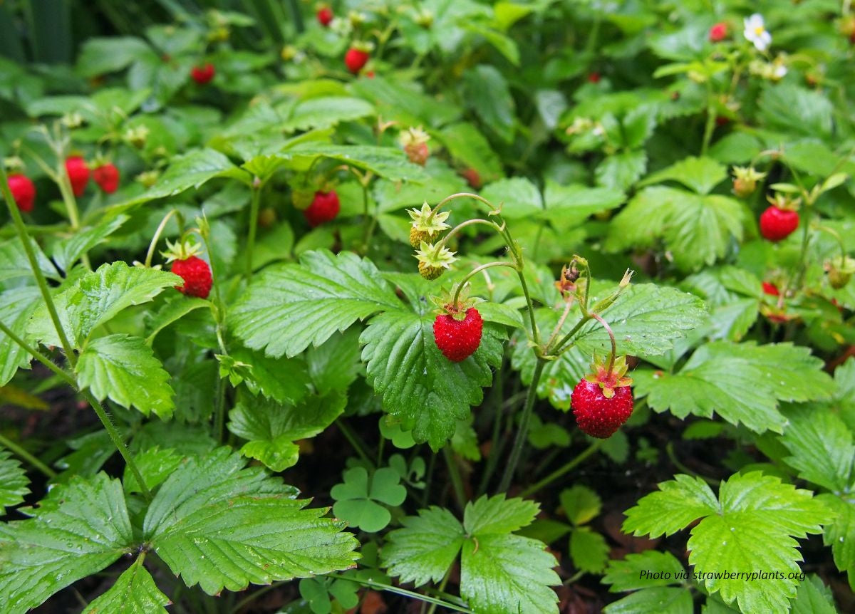 Wild Strawberry