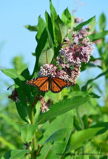 Common Milkweed