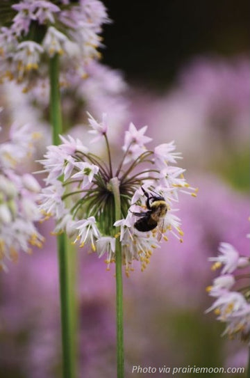 Nodding Wild Onion