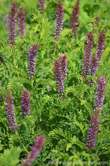 Fragrant False Indigo Shrub