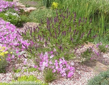 Fragrant False Indigo Shrub