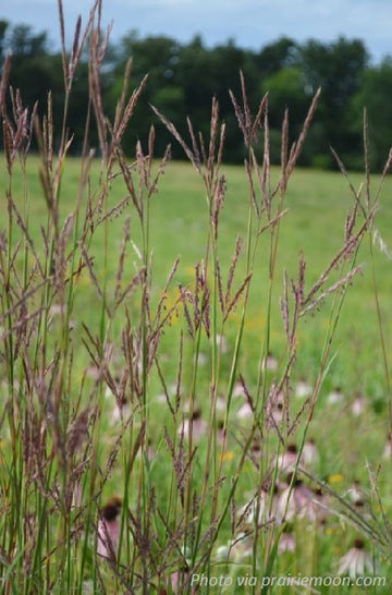 Big Bluestem