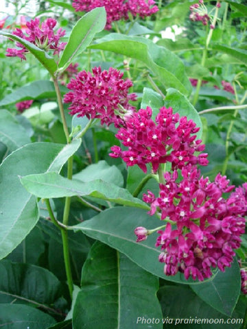 Purple Milkweed