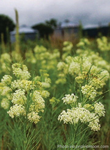 Whorled White Milkweed