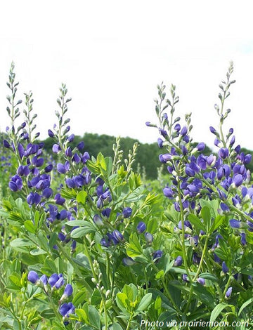 Blue False Indigo