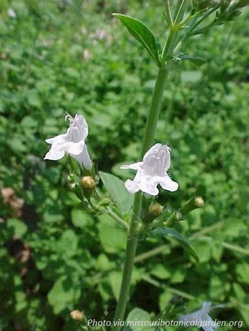 Lesser Calamint