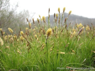 Pennsylvania Sedge