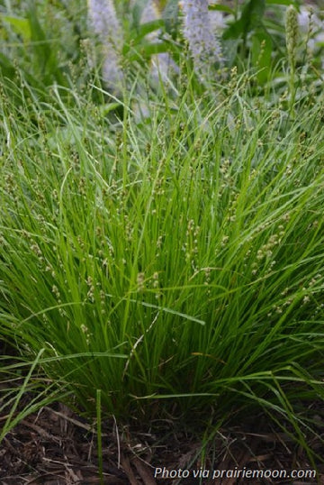 Eastern Star Sedge