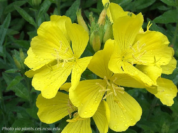 Common Sundrops