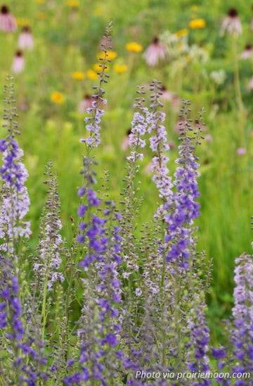 Tall Larkspur