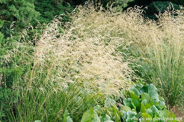 Tufted Hair Grass