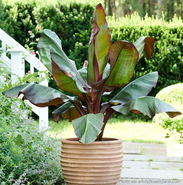 Red Banana Tree