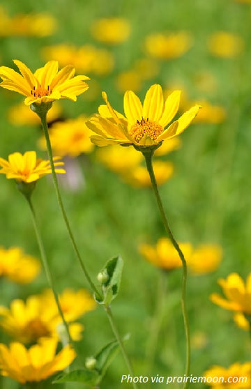 Early Sunflower