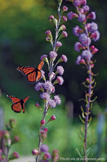 Meadow Blazing Star