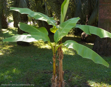 Green Banana Tree