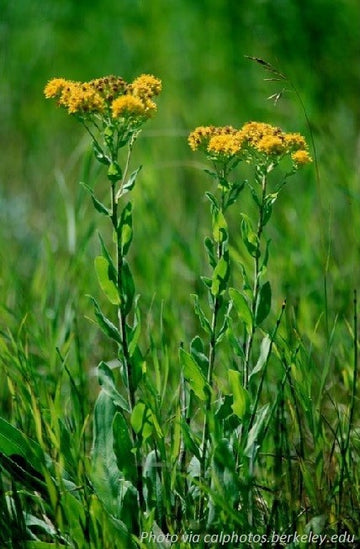 Stiff Goldenrod