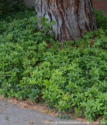 Japanese Spurge