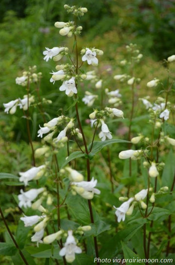 Smooth Beardtongue