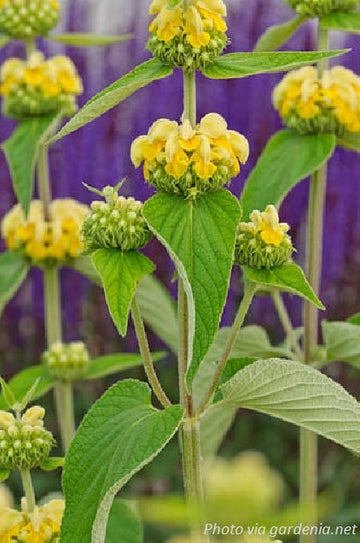 Turkish Sage