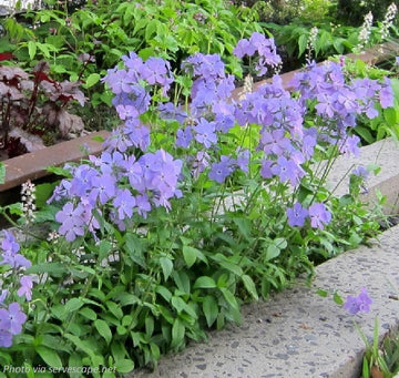 Blue Moon Phlox