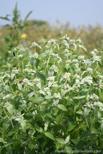 Short-toothed Mountain Mint