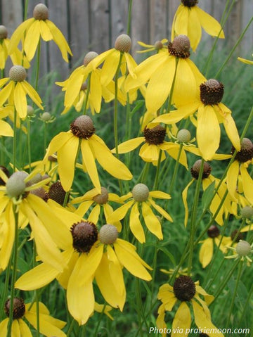 Gray-headed Coneflower