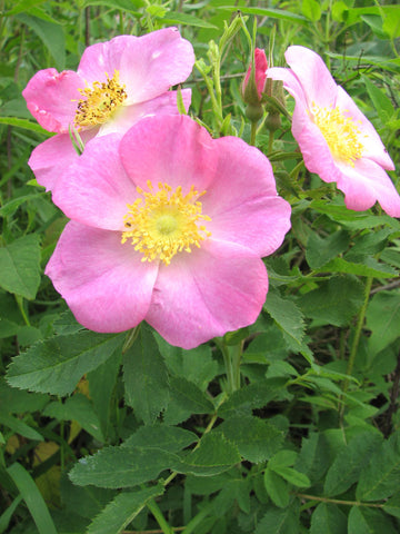 Carolina Wild Rose