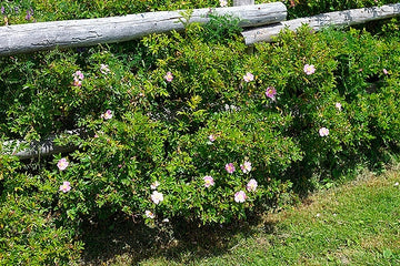 Carolina Wild Rose