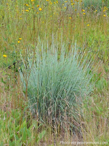 Little Bluestem