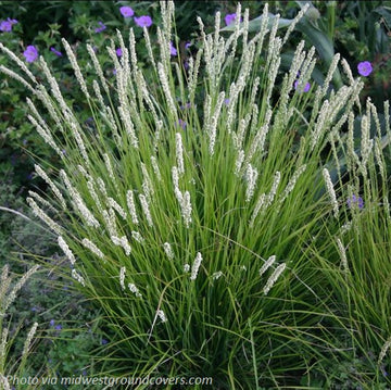 Autumn Moor Grass