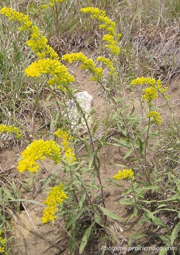 Gray Goldenrod