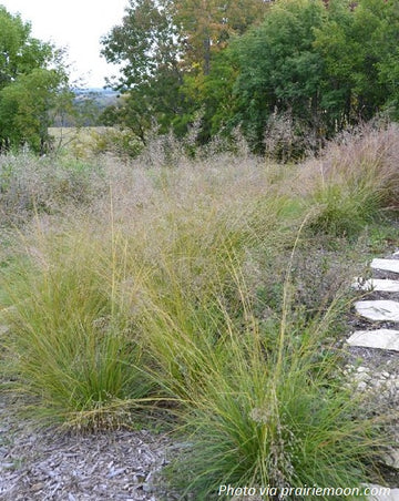 Prairie Dropseed