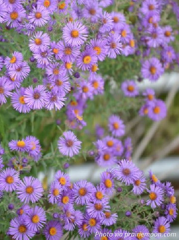 New England Aster