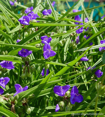 Ohio Spiderwort