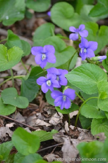 Common Violet